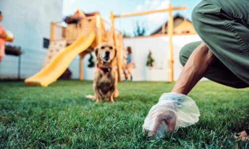 Why Hiring a Dog Poop Pickup Service in Henderson Is Worth It for Busy Pet Owners